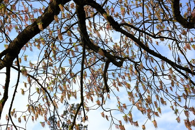 albero della manna