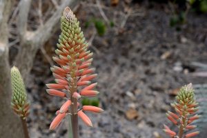fiore aloe