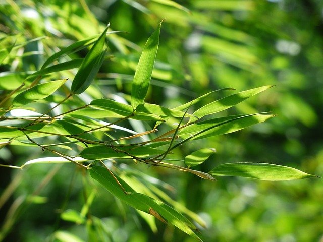 Piante sempreverdi da vaso