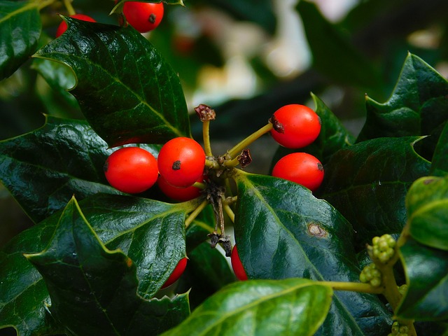arbusto bacche rosse