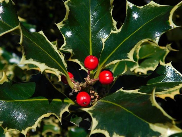arbusto bacche rosse