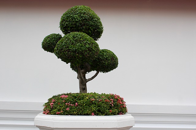 Bonsai ciliegio