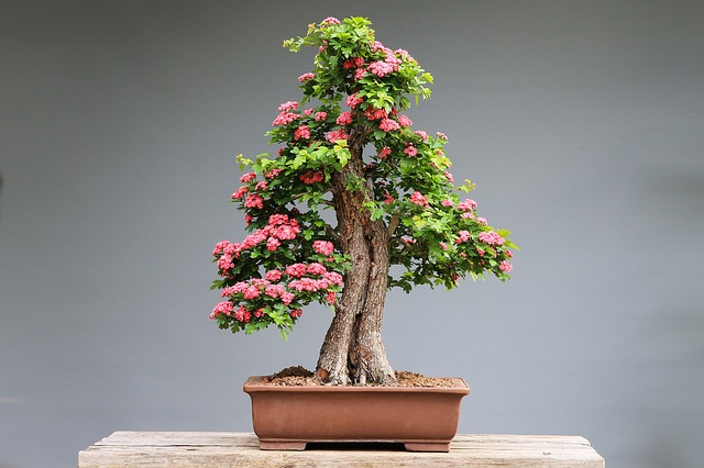 Bonsai ciliegio