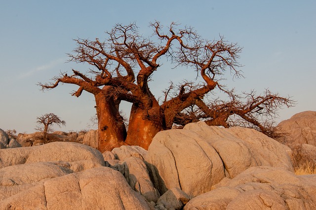 baobab africano
