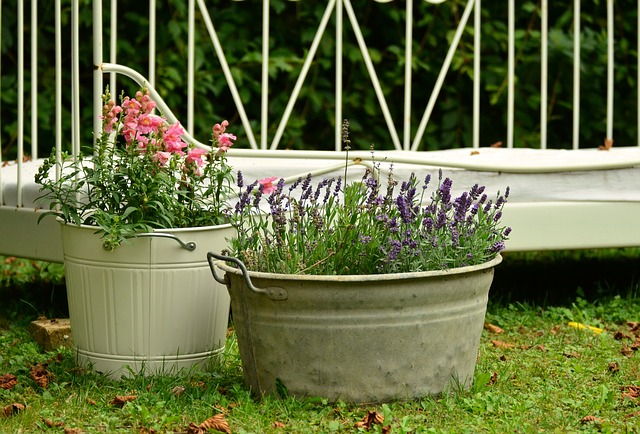 Piante sempreverdi da vaso