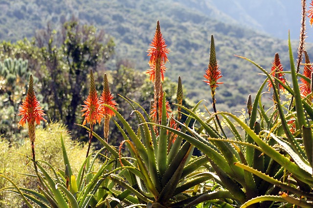 fiore aloe