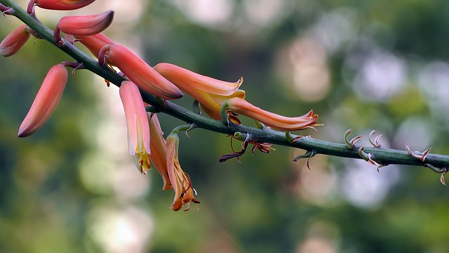 fiore aloe