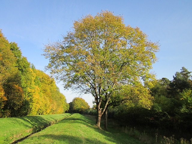 albero della manna