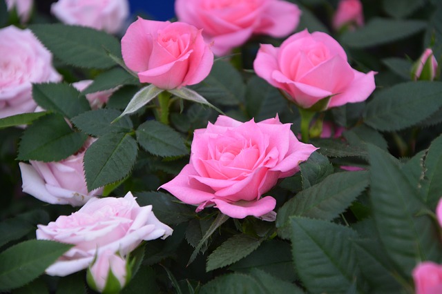 rose rampicanti rifiorenti
