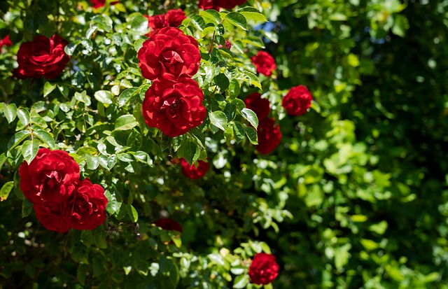 rose rampicanti rifiorenti