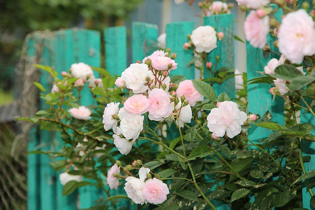 rose rampicanti rifiorenti