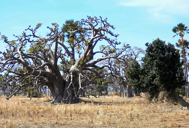 baobab africano