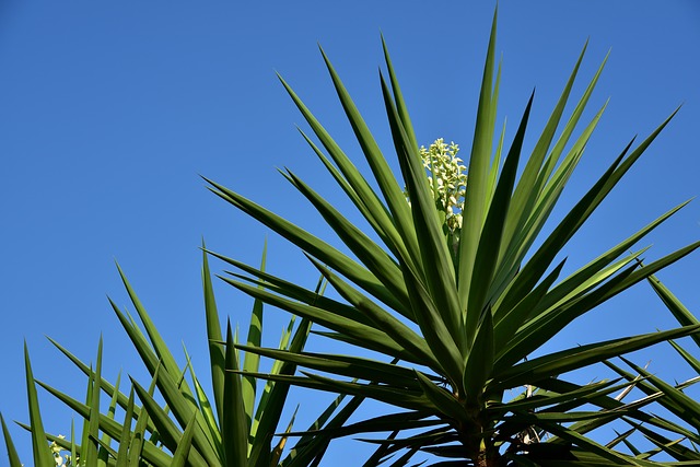 tipi di arbusti