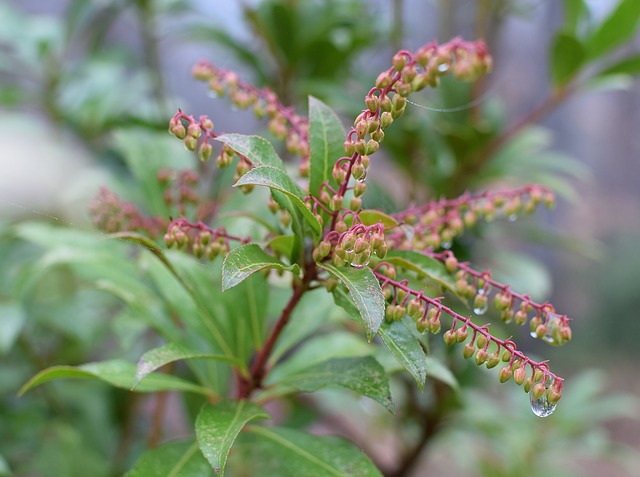 cespugli fioriti