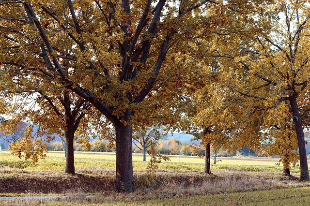 Rovere albero