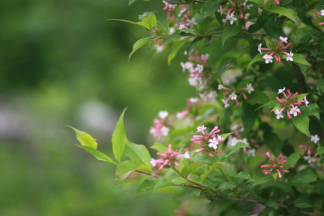 cespugli fioriti