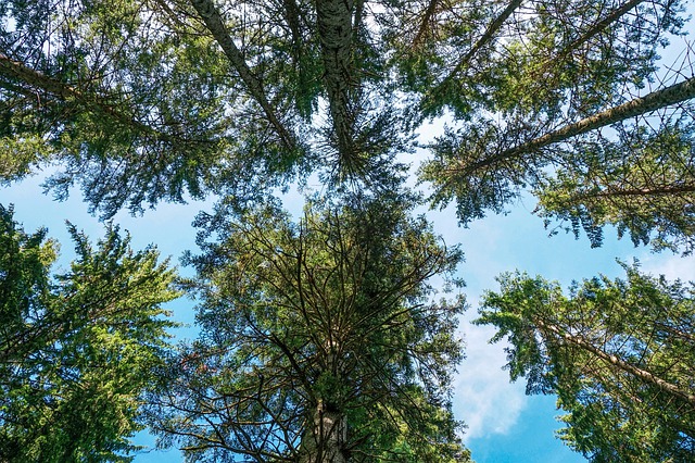 alberi monumentali