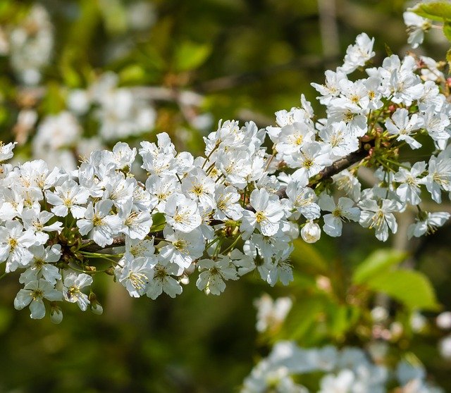 arbusto da siepe con fiori a corimbo