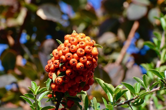 arbusto da siepe con fiori a corimbo