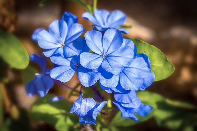 arbusti perenni pieno sole
