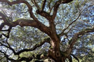 alberi monumentali