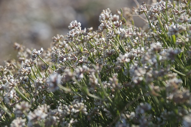 arbusti macchia mediterranea