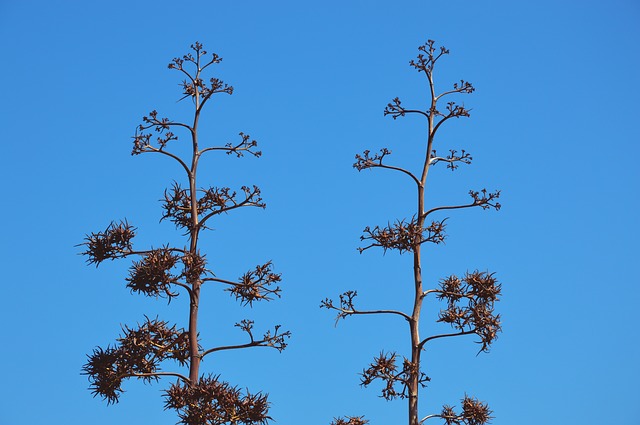 arbusti macchia mediterranea