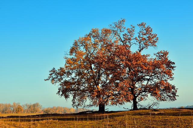 Rovere albero
