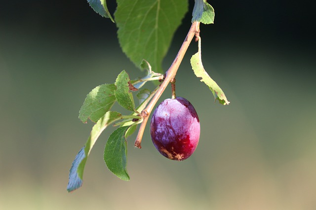 albero di prugne