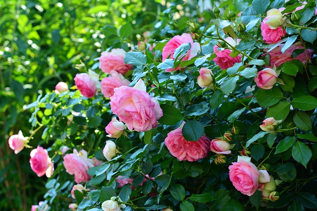 arbusti da fiore