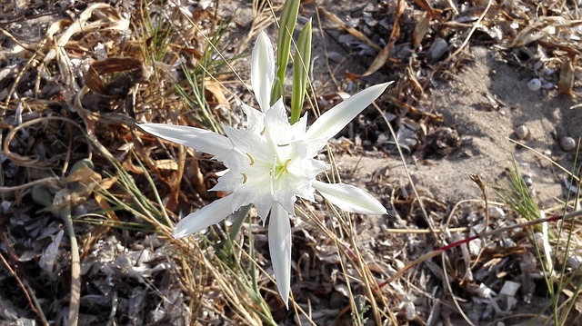 arbusti macchia mediterranea