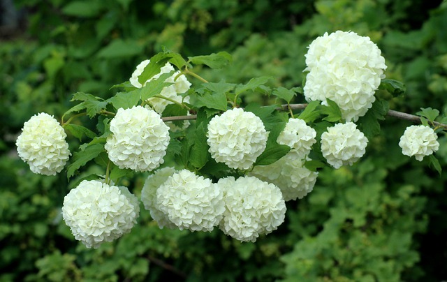 arbusti da fiore