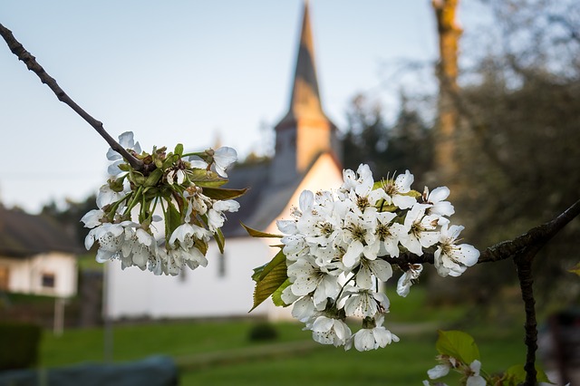 alberi in fiore