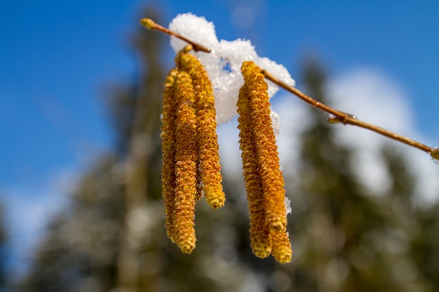 alberi in fiore