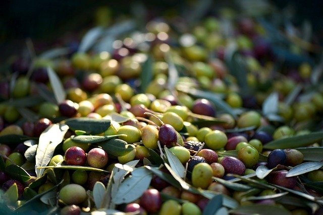 prezzo olivo