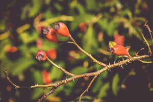 rosa canina