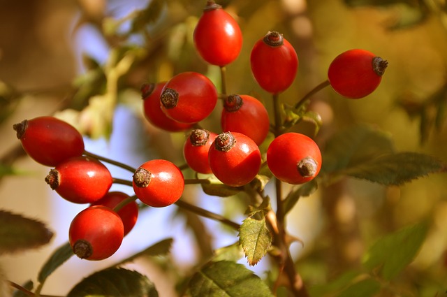 rosa canina