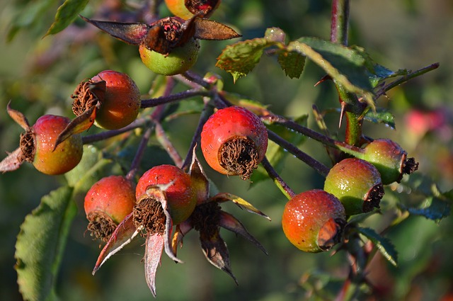 rosa canina