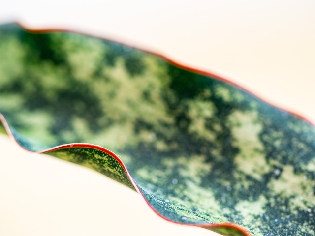 sanseveria