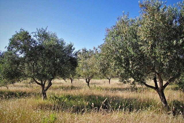 prezzo olivo