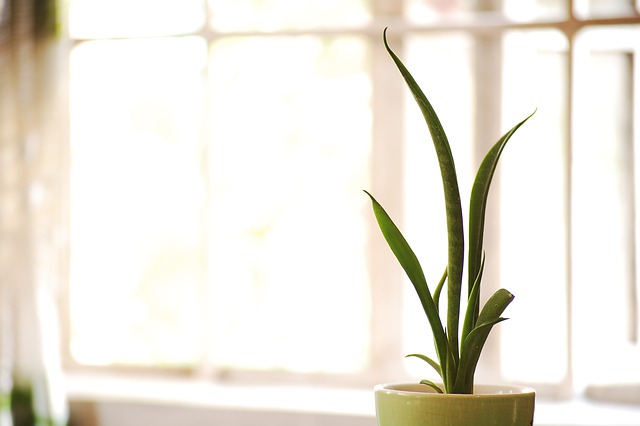 sanseveria