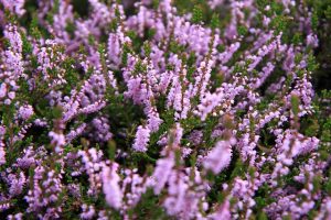 erica pianta