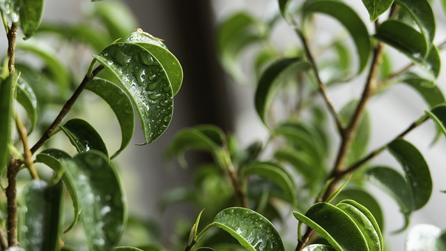ficus benjamin