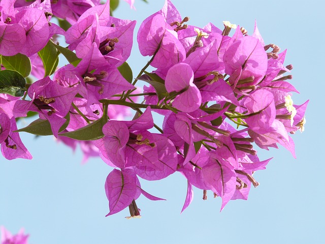 bouganville