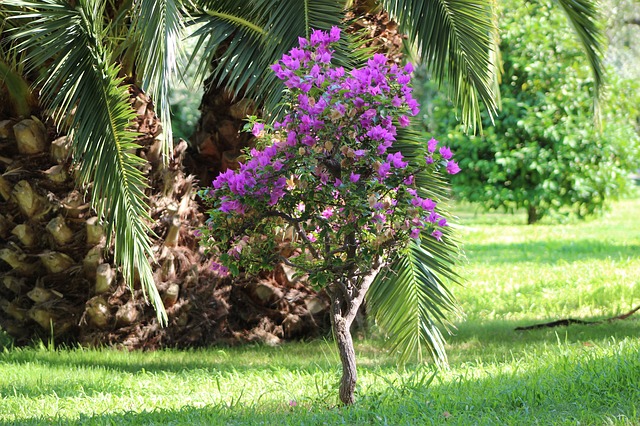 bouganville