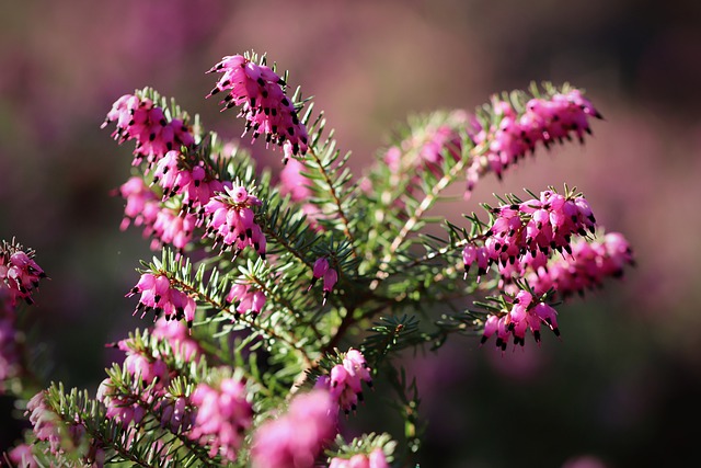 erica pianta