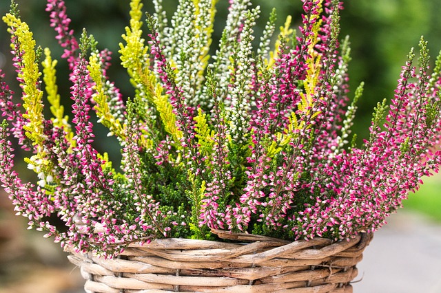 erica pianta