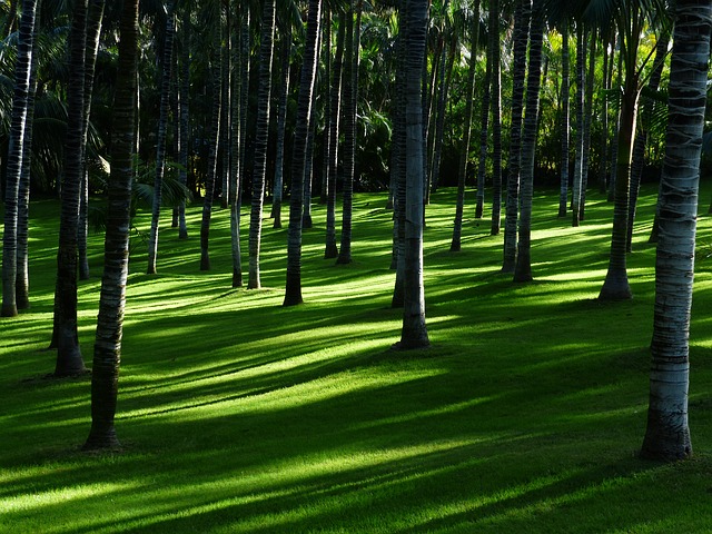 alberi da giardino