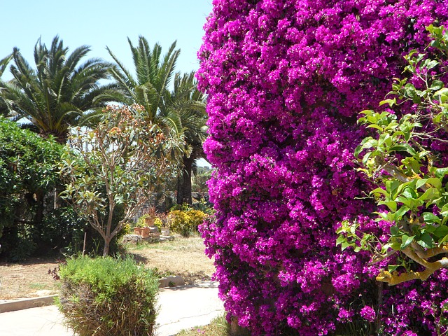 bouganville