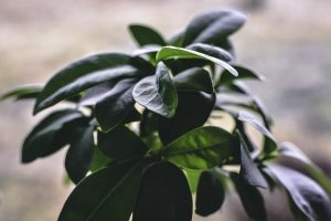 Ficus benjamin